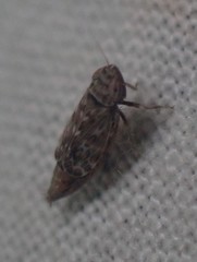 Latalus
