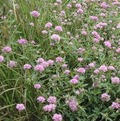 Gomphrena pulchella