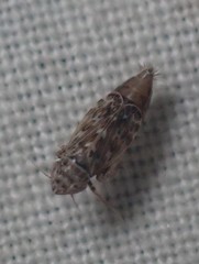 Latalus