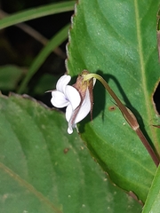 Viola stipularis