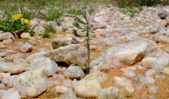 Eriospermum aphyllum