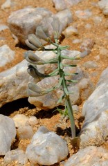 Eriospermum aphyllum