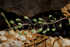 Eriospermum aphyllum