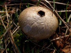 Lycoperdon lividum