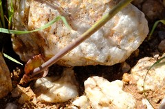 Eriospermum aphyllum