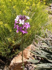 Erysimum scoparium