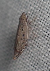 Flexamia