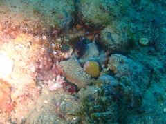 Octopus vulgaris