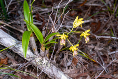 Dendrobium closterium