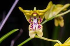 Dendrobium closterium