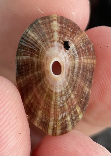 Rosy Keyhole Limpet