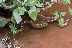 Zosteraeschna usambarica