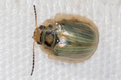 Paropsisterna bimaculata