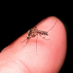 Aedes scapularis