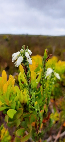 Image of Erica penduliflora by (c) Eugene Hahndiek, some rights reserved (CC BY-SA)