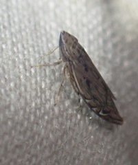 Flexamia