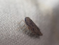 Flexamia