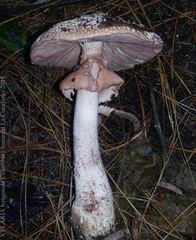 Amanita brunneolocularis