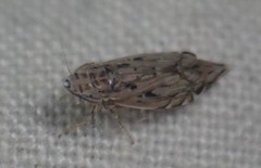 Flexamia