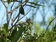 Pterotaenia fasciata
