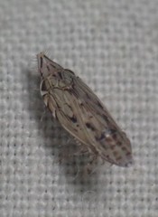 Flexamia
