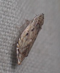 Flexamia
