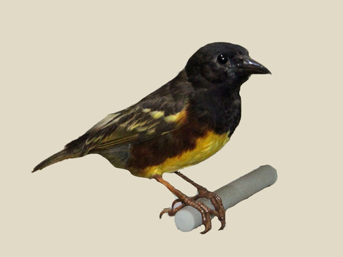 Weyns's Weaver