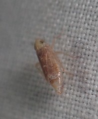 Polyamia apicata