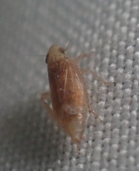 Polyamia apicata