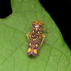 Aulacizes conspersa