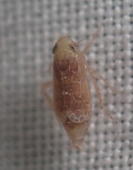 Polyamia apicata