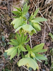 Helleborus odorus