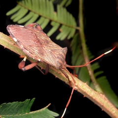 Melucha phyllocnemis