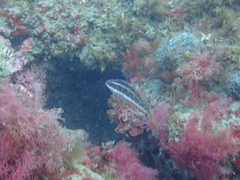 Symphodus doderleini