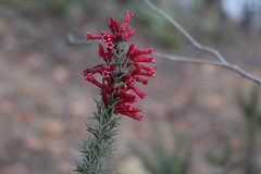 Colletia ulicina