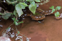 Zosteraeschna usambarica