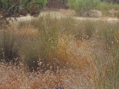 Trifolium angustifolium