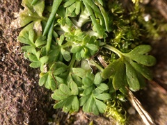 Alchemilla australis