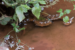 Zosteraeschna usambarica