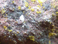 Lecania rabenhorstii