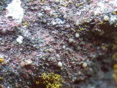 Lecania rabenhorstii