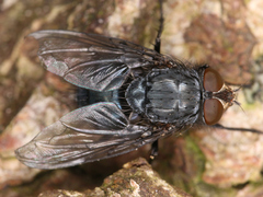 Diptera