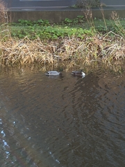 Anas platyrhynchos