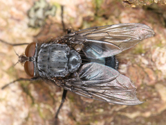 Diptera