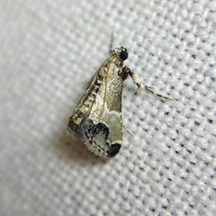 Arescoptera idiotypa