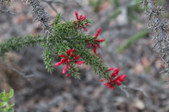 Colletia ulicina