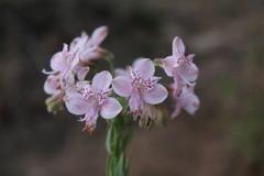 Alstroemeria revoluta