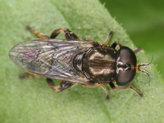 Diptera