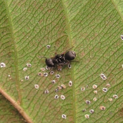 Procryptocerus