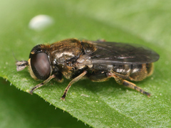 Diptera